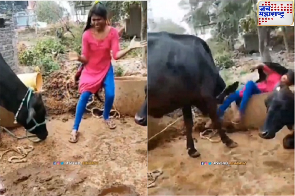 viral funny video  गायीसमोर केला डान्स हं मला नाही आवडलं बघा गायीनं कसं सांगितलं