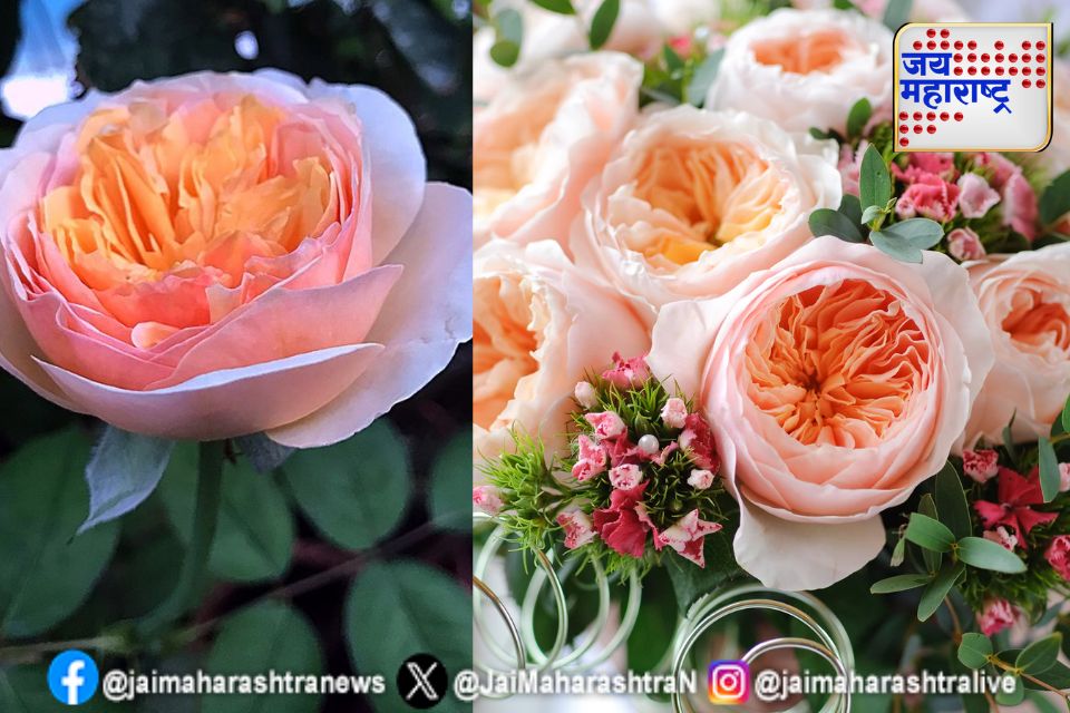 rose day  जगातील सर्वात महागडे गुलाब तुम्हाला माहिती आहे का 