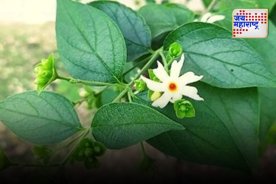 पारिजातकाच्या पानांचे आरोग्यदायी फायदे