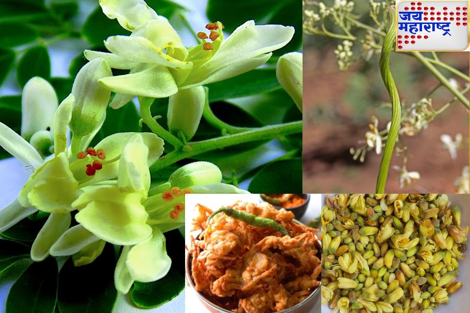 एकदम टेस्टी! तुम्हाला शेवग्याच्या फुलांची भजी माहीत आहे का? नक्की ट्राय करून पाहा..