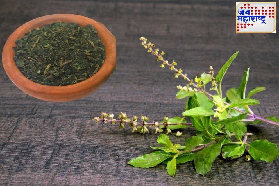 tulsi remedies  तुळशीचे हे उपाय आरोग्य आनंद आणि समृद्धी आणतात