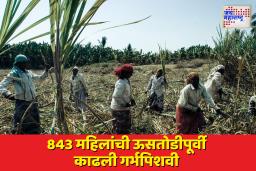 बीडमध्ये 843 महिलांची गर्भपिशवी काढावी लागली, तर 1523 गर्भवतींच्या हातात कोयता; महिला ऊसतोड कामगारांचं धक्कादायक वास्तव उघड