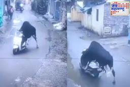 बैलानं धूम स्टाईलमध्ये चालवली स्कूटर; पहिल्याच 