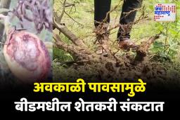पावसामुळे टोमॅटो उत्पादक शेतकरी संकटात; संत्रा बागेचं अतोनात नुकसान