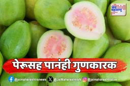 Guava Benefits: पेरू आणि त्याची पाने तुमच्या आरोग्यासाठी कशी फायदेशीर ? 