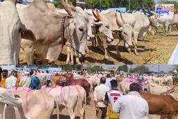 पावसाने मारली दांडी; पाचोडच्या बैलबाजारात दर कोसळले, शेतकरी अडचणीत