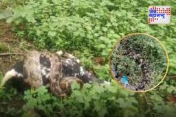 Amravati: 13 फूट लांबीच्या अजगराने घेतला बकरीचा जीव