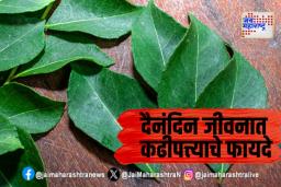 Benfits of curry leaves : हे आहेत कढीपत्त्याचे आश्चर्यकारक फायदे 

