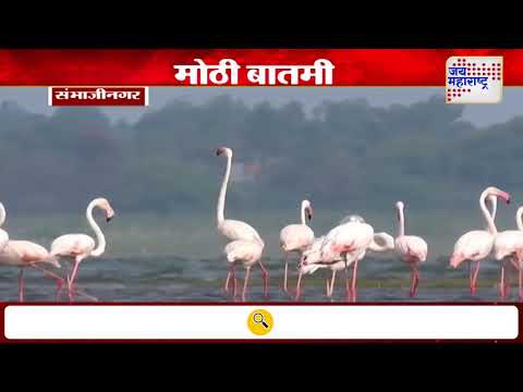Flamingos | फ्लेमिंगोंनी जायकवाडीत मुक्काम वाढवला | Marathi News