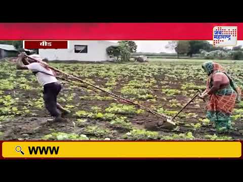 Beed Farmer | बैलजोडी नसल्याने शेतकऱ्यावर औत ओढण्याची वेळ | Marathi News