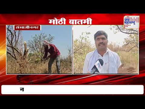 Ch. Sambhajinagar Mosambi | पैठण तालुक्यात मोसंबीच्या बागेवर कुऱ्हाड चालवण्याची वेळ | Marathi News