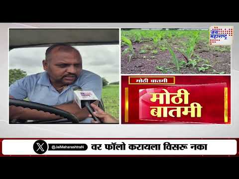 Yeola Corn Farmers | मका पिकाची वाढ खुंटल्याने शेतकरी हताश | Marathi News