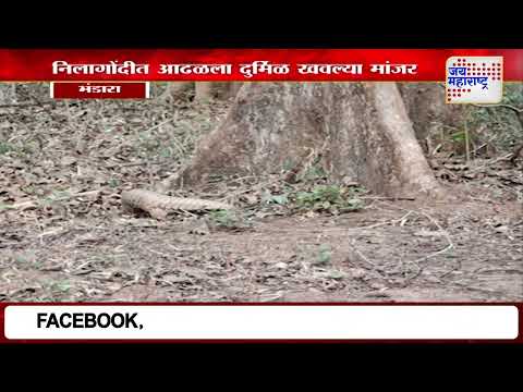 Bhandara | लाखनी वनपरिक्षेत्रातील निलागोंदीत सापडलं दुर्मिळ खवल्या मांजर | Marathi News