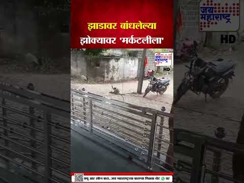 Sambhajinagar - वानराचा 