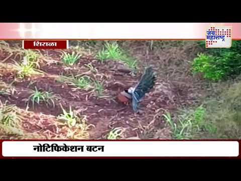 Sangli | मोर नृत्य करताना कॅमेऱ्यात चित्रित | Marathi News