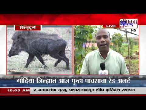 Sindhudurg | रानटी जनावरांमुळे भाज्यांचे वाफे उद्ध्वस्त, सिंधुदुर्गातील शेतकऱ्यांचं मोठं नुकसान