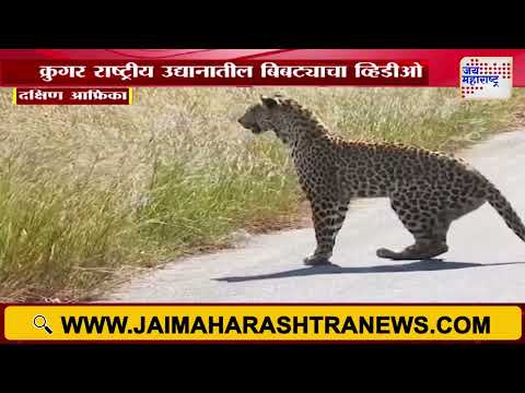 South Africa | Leopard Viral Video | बिबट्या चक्क दोन पायांवर उभा असल्याचा व्हिडिओ व्हायरल