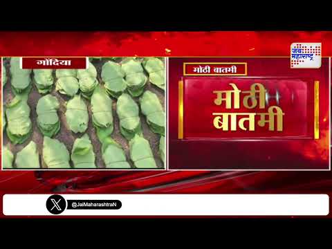 Gondia | गोंदिया जिल्ह्यात तेंदूपत्ता तोडणीला सुरुवात | Marathi News