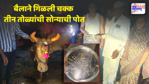 पोळ्याच्या दिवशी पुरणपोळीच्या नैवेद्यासोबत बैलाने तीन तोळ्यांची सोन्याची पोत गिळली
