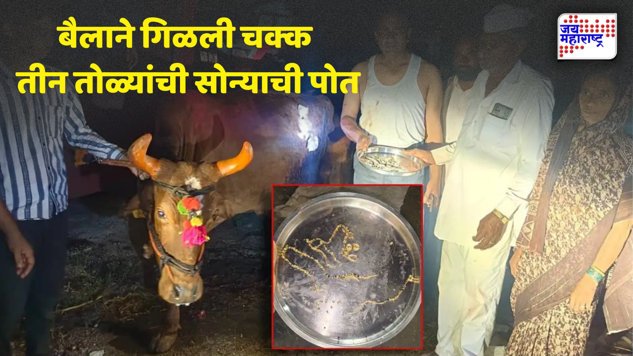 पोळ्याच्या दिवशी पुरणपोळीच्या नैवेद्यासोबत बैलाने तीन तोळ्यांची सोन्याची पोत गिळली