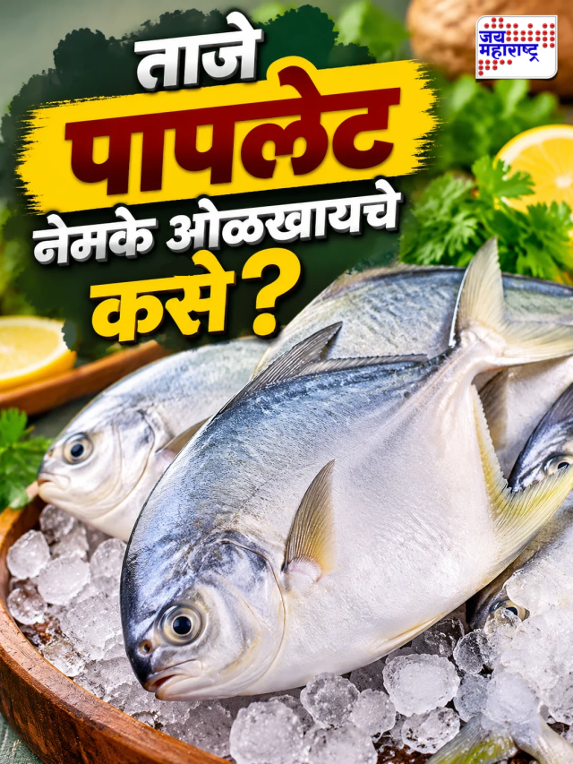 ताजे पापलेट नेमके ओळखायचे कसे?