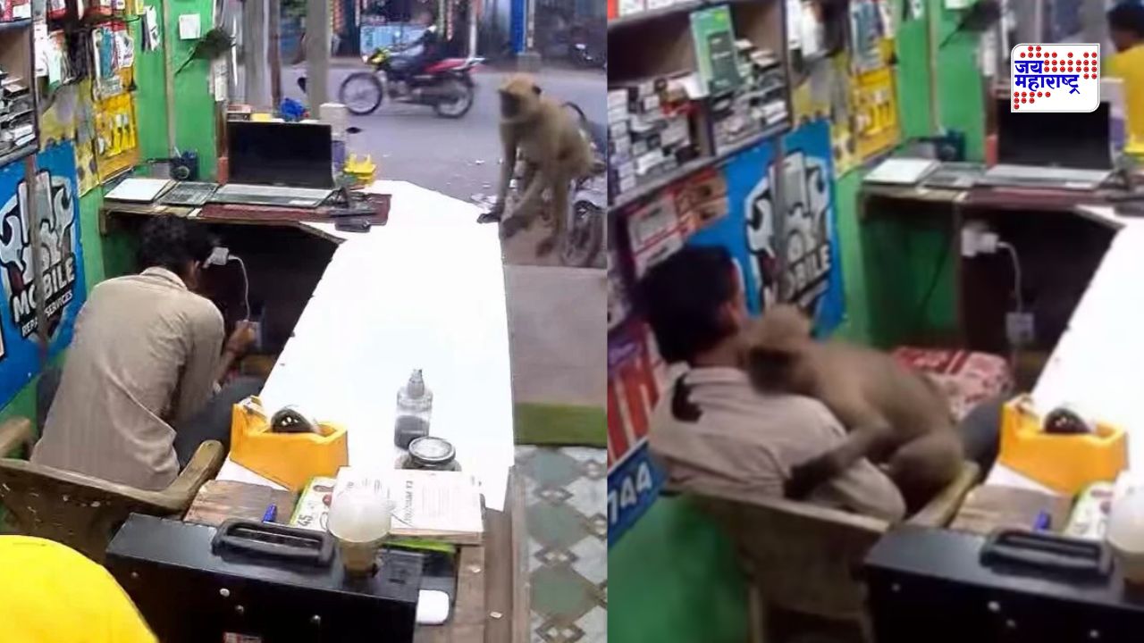 दुकानात आलेल्या माकडाने चक्क दुकानदाराला मारली मिठी; हृदयस्पर्शी दृश्य पाहून भारावले नेटकरी