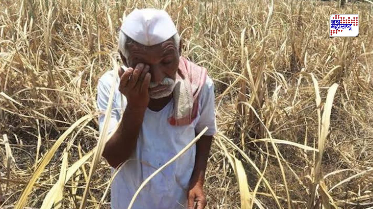 साताऱ्यातील 7789 शेतकरी कर्जमाफीच्या लाभापासून वंचित; ‘या’ कारणामुळे अडकली मदत