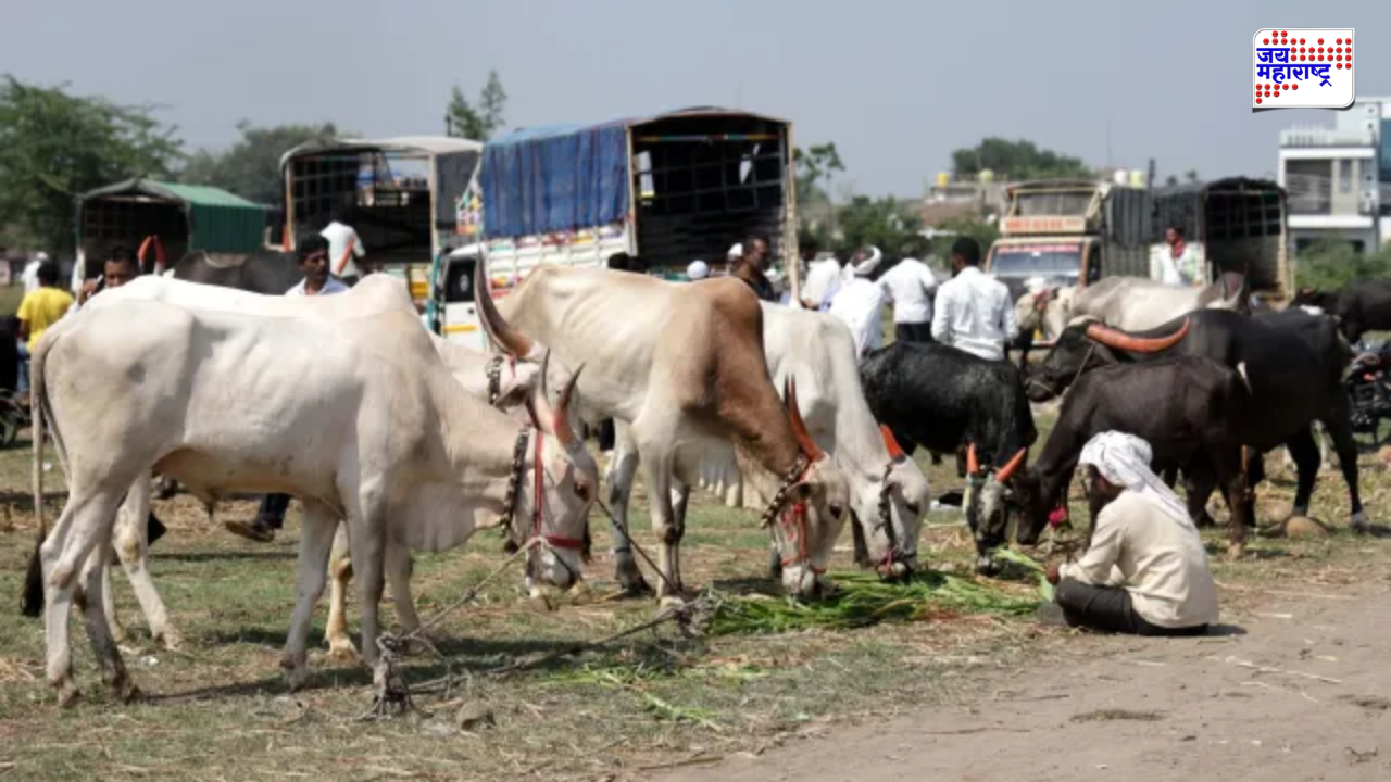 जळगावमध्ये चाऱ्याचा भीषण तुटवडा! दुष्काळाच्या झळा जनावरांनाही; शेतकऱ्यांसमोर मोठं संकट