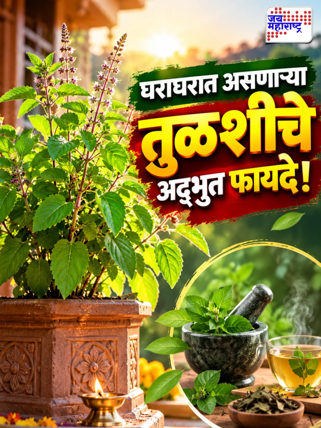 Tulsi: घराघरात असणाऱ्या तुळशीचे अद्भुत फायदे!
