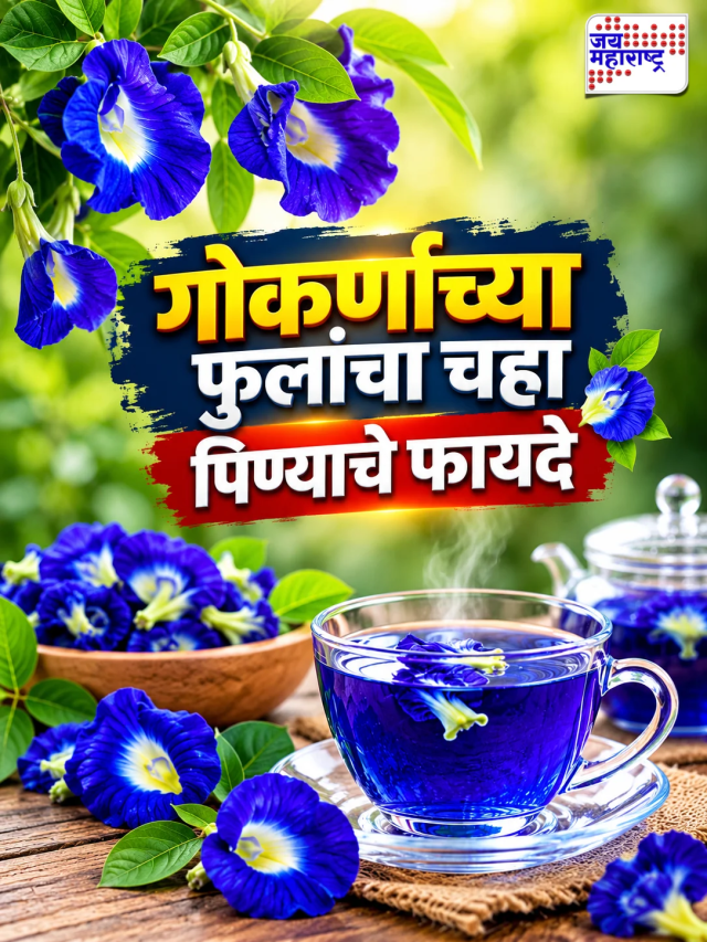 गोकर्णाच्या फुलांचा चहा पिण्याचे फायदे
