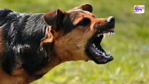 dog bite