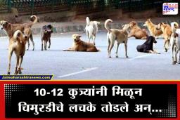 Stray Dog Attack: आधी हात तोडला, नंतर आईसमोरच फाडून खाल्लं… चारा आणायला गेलेल्या 9 वर्षांच्या चिमुरडीचा भटक्या कुत्र्यांच्या हल्ल्यात करुण अंत