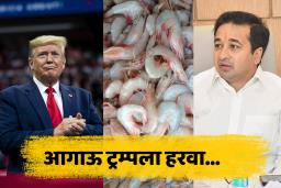 Nitesh Rane on Donald Trump :  डोनाल्ड ट्रम्पच्या निर्णयाचा भारतातील कोळंबीवरही परिणाम ;  नितेश राणे म्हणाले, &quotकोळंबी खा…&quot